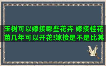 玉树可以嫁接哪些花卉 嫁接桂花苗几年可以开花!嫁接是不是比其它苗开好早